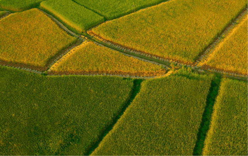 Food estate